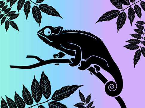 recommend clip art: Chameleon. Black silhouette of a chameleon on a branch and silhouettes of acacia leaves. Vector illustration isolated on a colorful background.