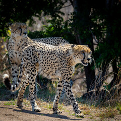 a coalition of two male cheetahs