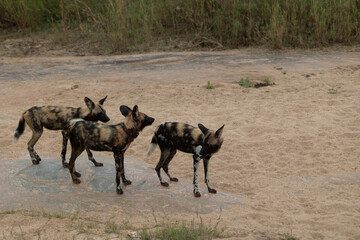 Naklejka na ściany i meble a small pack of african wild dogs