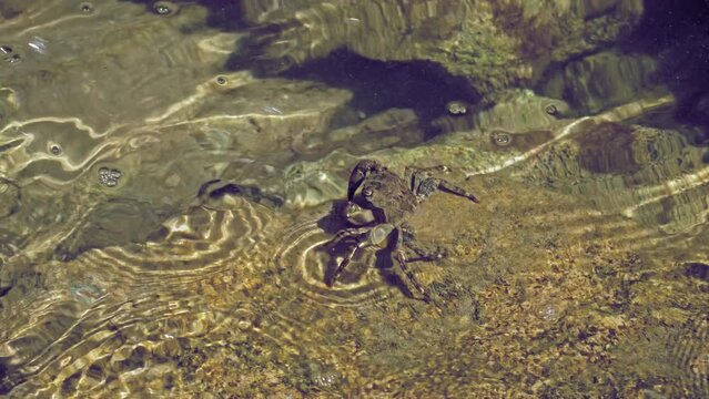 Marble Crab Sits On Rocks And Cleans Itself With Its Claws