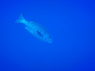large common dentex fish in deep blue water in  the red sea egypt