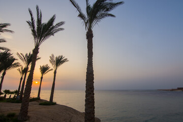 sun between palm trees at the sea during sunrise