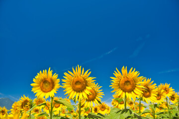 Sunflowers in Akeno Hokuto City Yamanashi Prefecture Japan