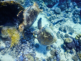 Obraz na płótnie Canvas two green sea turtle hovering together in the red sea