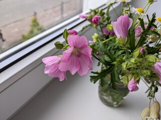 Fototapeta na wymiar Big pink mallow flower close up. Blooming pink mallow flowers Malva alcea bouquet