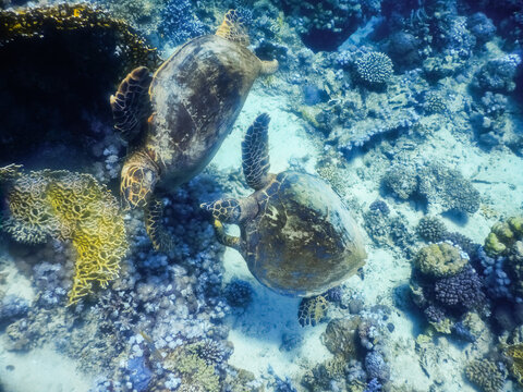 two green sea turtle hovering together in the red sea