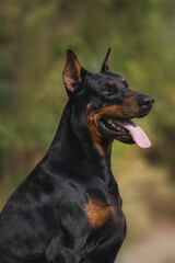 Fototapeta na wymiar adult dog doberman pinscher portrait with cropped ears