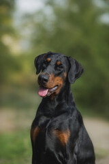 adult dog doberman pinscher portrait with floppy ears