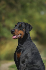 adult dog doberman pinscher portrait with floppy ears