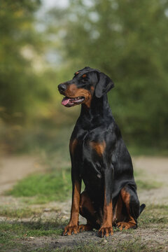 adult dog doberman pinscher portrait with floppy ears Stock Photo
