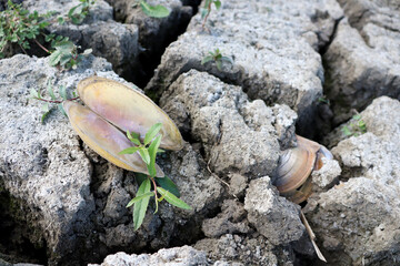 climate change dead shell on dry drought lake