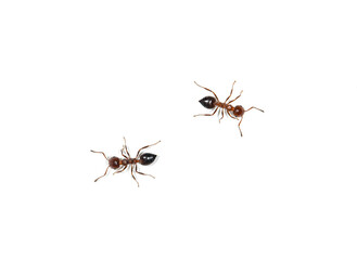 small ants on a white background