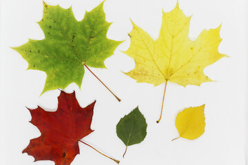 Multicolored maple and birch leaves on a white background