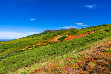 Fototapeta na wymiar 秋の北海道・大雪山の旭岳で見た、山の斜面を彩る紅葉や緑の植物と快晴の青空
