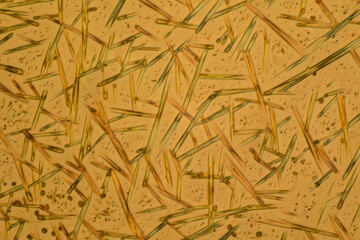Obraz premium Crystals of substance caffein made by microscope in polarized light