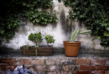 Pots with cacti