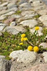Yellow dandelions blooming in the sunlight. Dandelions naturally grow in wild nature. Beautiful outdoor summer landscape.