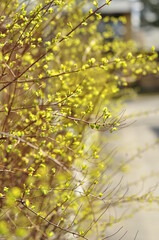 Ivy decorative bushes. Colourful garden plants with bright leaves. Vegetation in the springtime full of life and green colours.