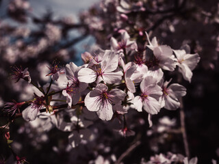 cherry blossom