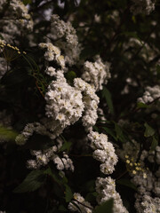 Flowers in the garden