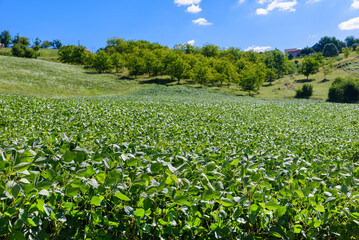 Rows of soy plants in a cultivated farmers field