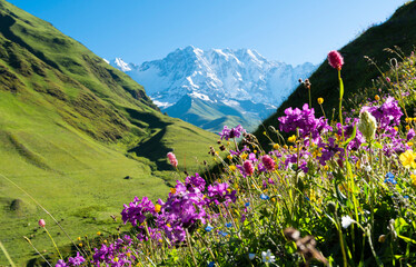Flowers blooming on a mountain slope in the Caucasus Mountains