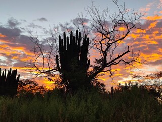 atardecer en campo