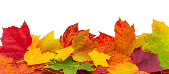 Panorama Goldene Herbst Blätter auf weißen Hintergrund