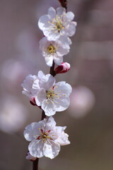 寒さに耐え気品よく咲く