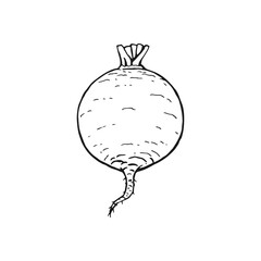Beet outline. Hand drawn vector illustration. Farm market product, isolated vegetable.