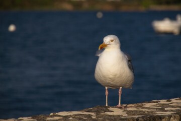 seagull on the rocks