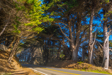 On the road, Driving along Highway 1, Northern California, Mendocino County, under tunnels formed by giant road trees