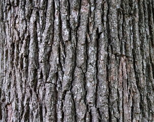 tree bark closeup for background
