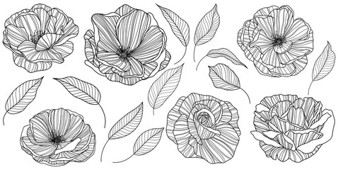 Rose flower png. Hand drawn.
