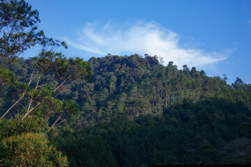 view of tall pine trees with blue sky in the morning