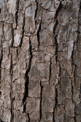 Naklejka premium 木目