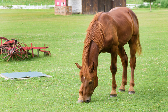 A horse grazes grass on a farm