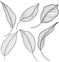 Rose leaves isolated on white. Hand drawn line png illustration