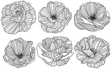 Rose flower png. Hand drawn.
