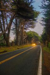 Obraz premium On the road, Driving along Highway 1, Northern California, Mendocino County, under tunnels formed by giant road trees