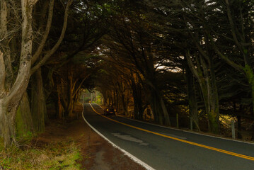 On the road, Driving along Highway 1, Northern California, Mendocino County, under tunnels formed...