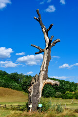 Fototapeta na wymiar Historical Landmark Remains of Old Oak Tree in Takovo Park
