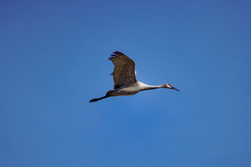 The Sandhill crane (Antigone canadensis) in flight