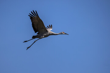 The Sandhill crane (Antigone canadensis) in flight