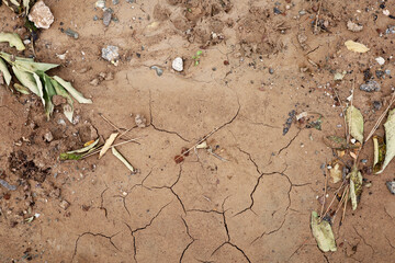 plant growing in soil. Drought and environmental problems