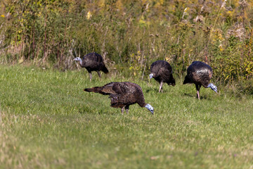 The wild turkey (Meleagris gallopavo) in the meadow.