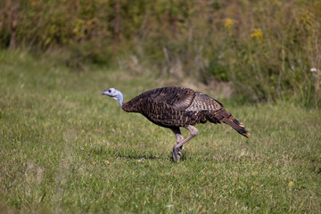 The wild turkey (Meleagris gallopavo) in the meadow.