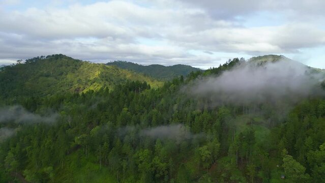 A cinematic shot of pine trees in Malaybalay Bukidnon Philippines