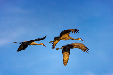 The Sandhill crane (Antigone canadensis) in flight