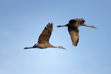 The Sandhill crane (Antigone canadensis) in flight